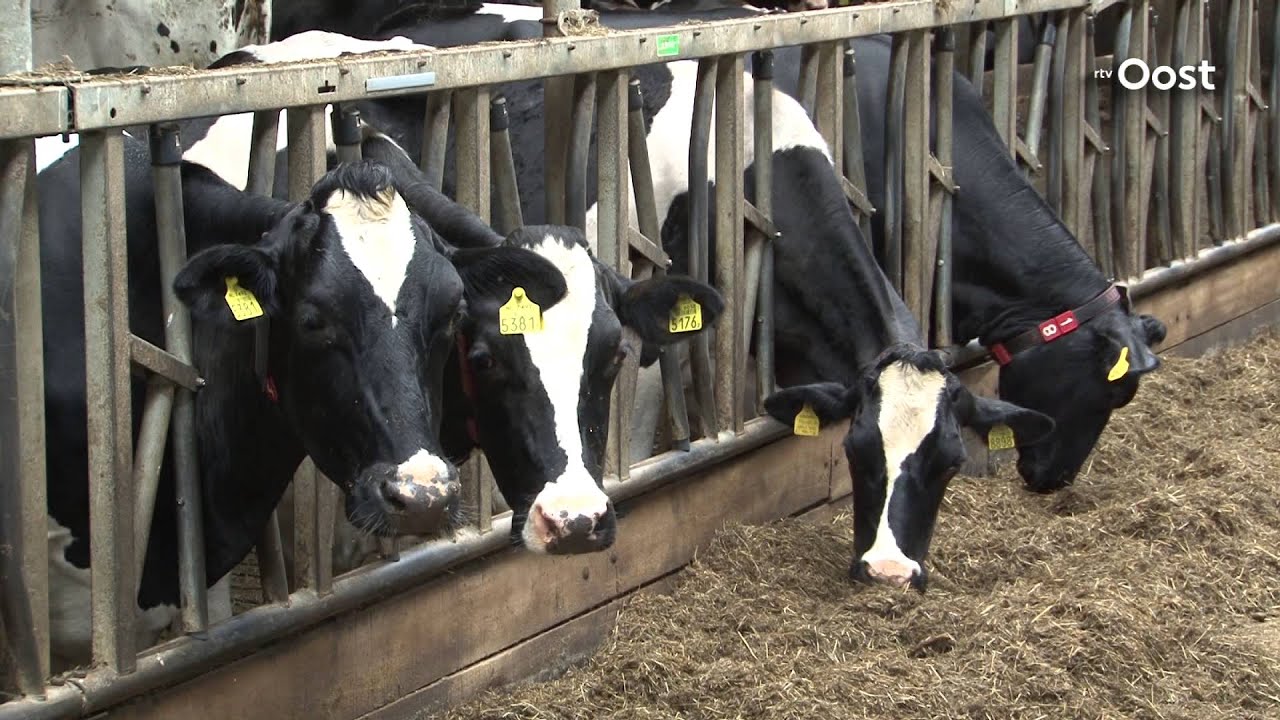 Melkveehouders in problemen door lage melkprijs en hoge investeringen