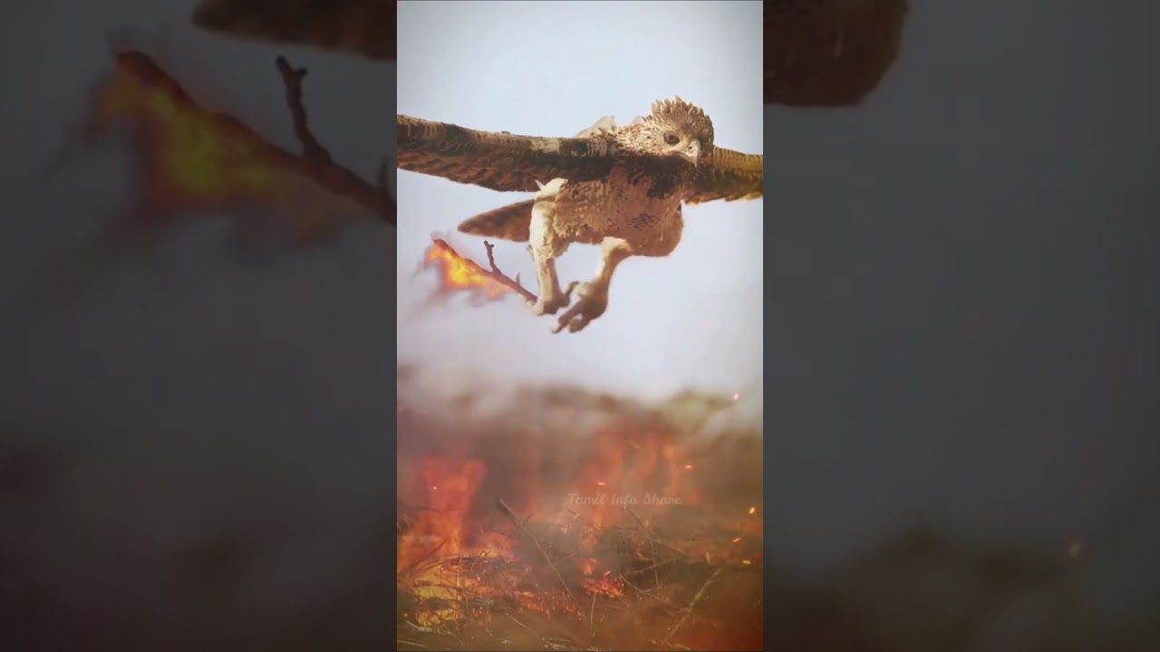 பொரி வல்லூறு || Amazing Falcon Bird Facts || Tamil Info Share #shorts