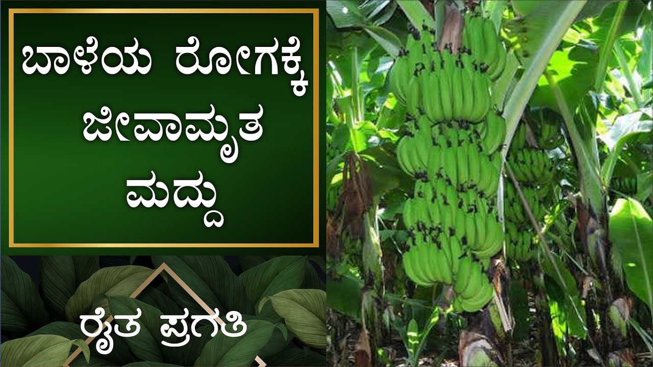 ನೈಸರ್ಗಿಕ ಕೃಷಿ | ಬಾಳೆಯ ರೋಗಕ್ಕೆ ಜೀವಾಮೃತ ಮದ್ದು | EP –16 | Natural Farming | Raitha Pragathi