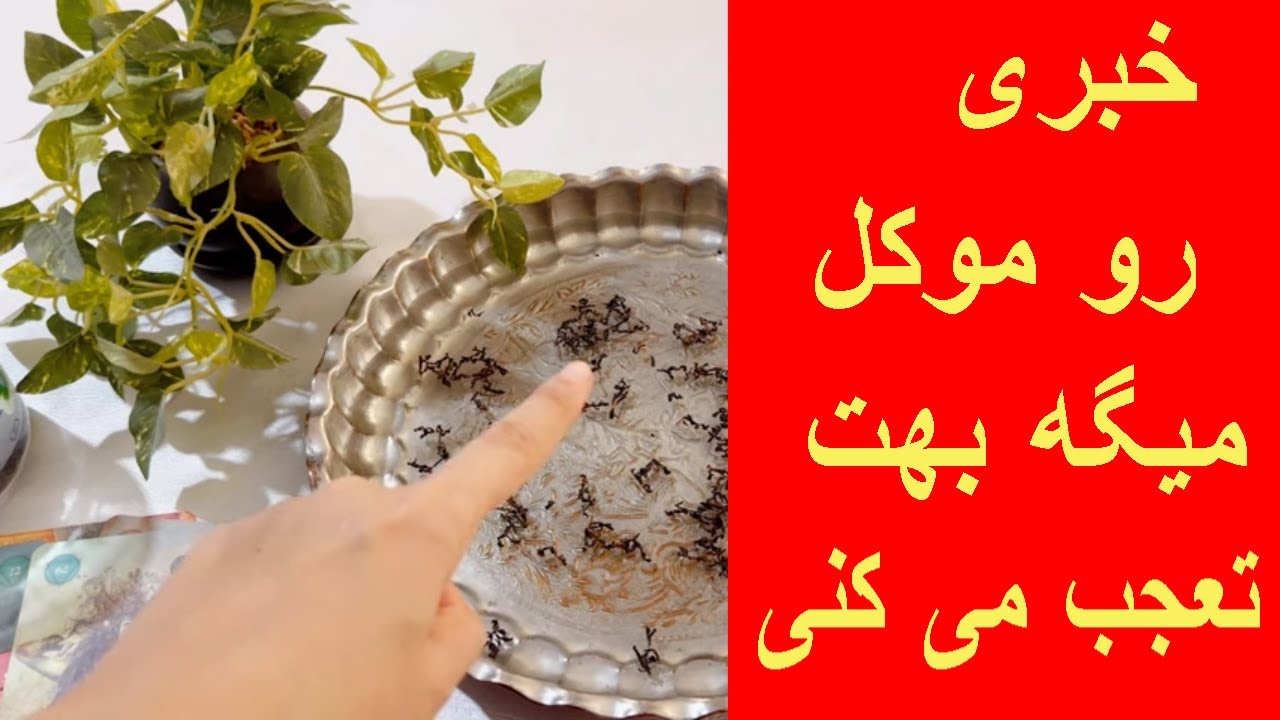 فال چای موکل دار💥مو به تنت سیخ میشه💯