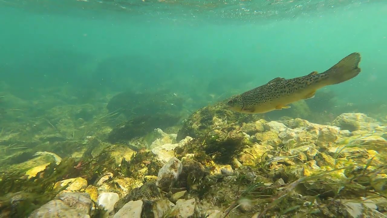 Fishing Adi - Fishing at the river Klokot (4K)