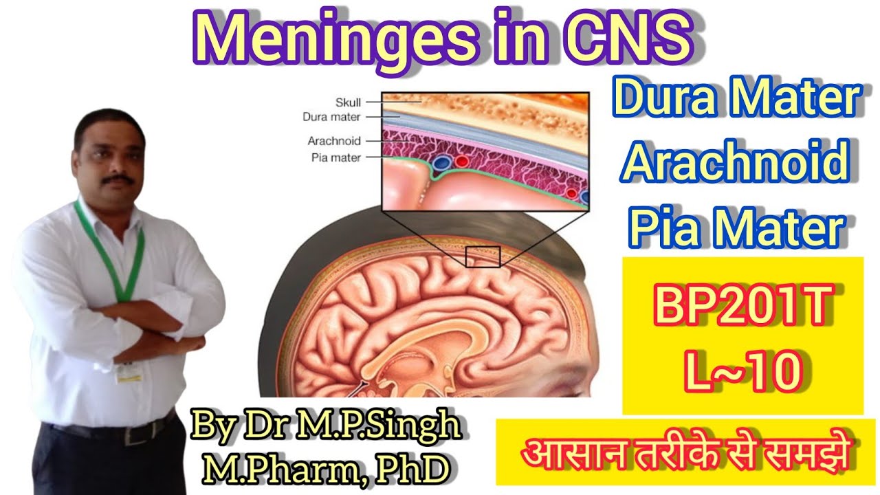 Meninges | Dura, Arachnoid & Pia Mater | CNS | Human Anatomy & Physiology-II | BP201T | L~10