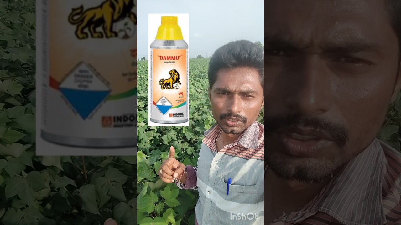 indofil company dammu దీని గురించి మీకు తెలుసా? తెలియకపోతే ఈ వీడియో చూడండి
