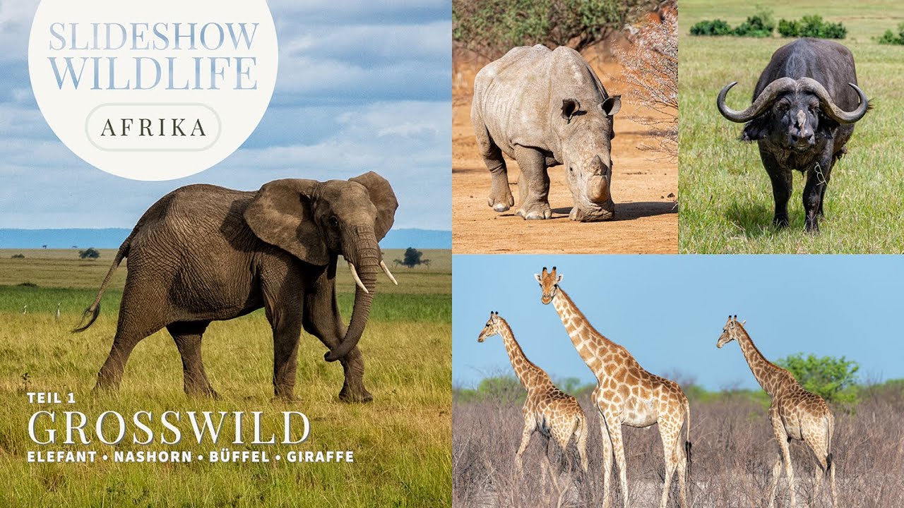 WildLife Afrika Teil 01 - Großwild