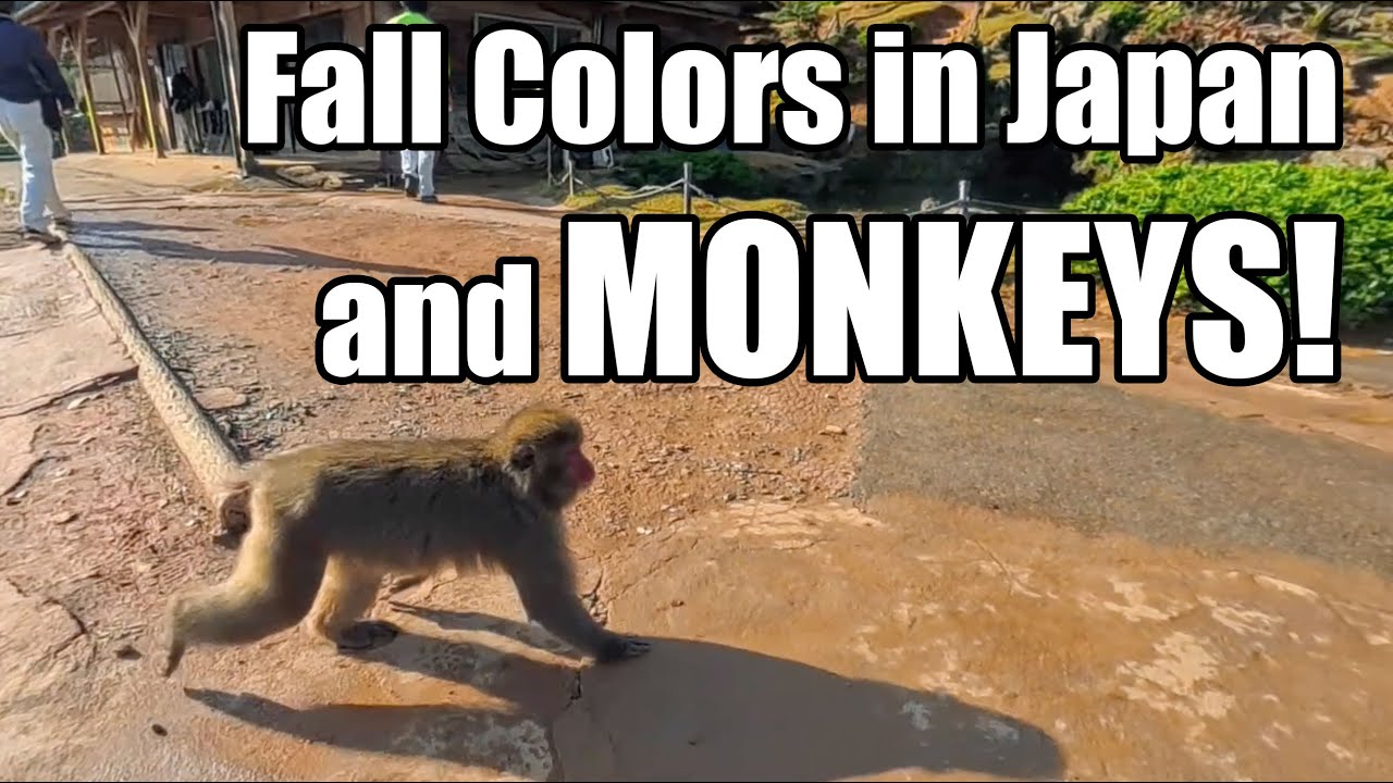 Beautful Sunrise Walk with Peak Fall Colors to Arashiyama Monkey Park - Kyoto, Japan