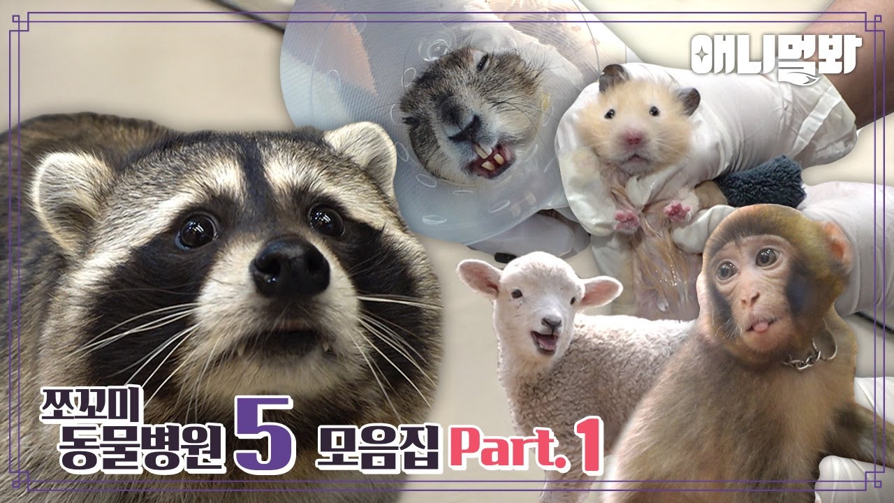 [쪼꼬미 동물병원5] 내원 환자 모음집 Part. 1ㅣ[Animal Hospital For Tiny Animals 5] Compilation Of Patients Part 1