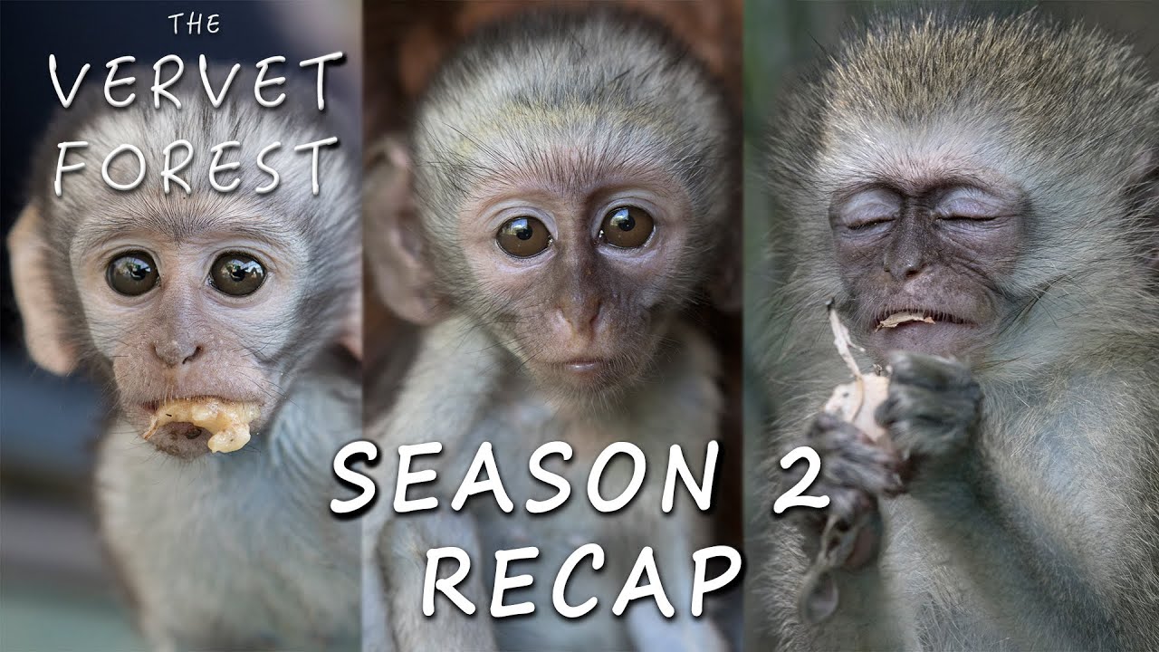 Vervet Forest Season 2 Recap - All The Babies And Everything That Happened.