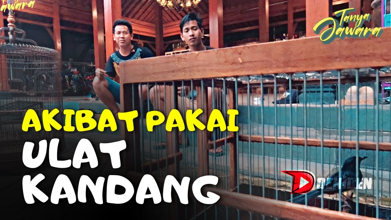 Jangan Pakai Ulat Kandang #DenidenTanyaJawara [Asha Solo]