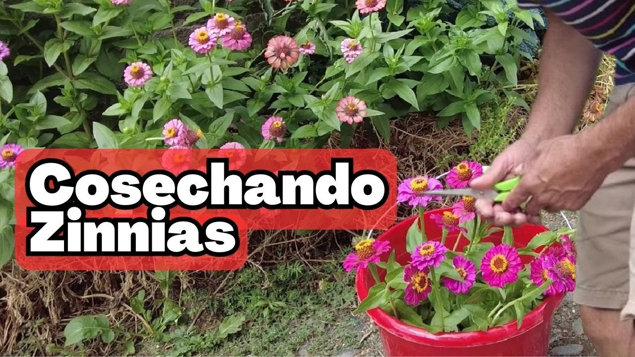 🌱#cosecha y cuidado de #zinnias #tips para #flores vibrantes y duraderas #balconygarden #plantas