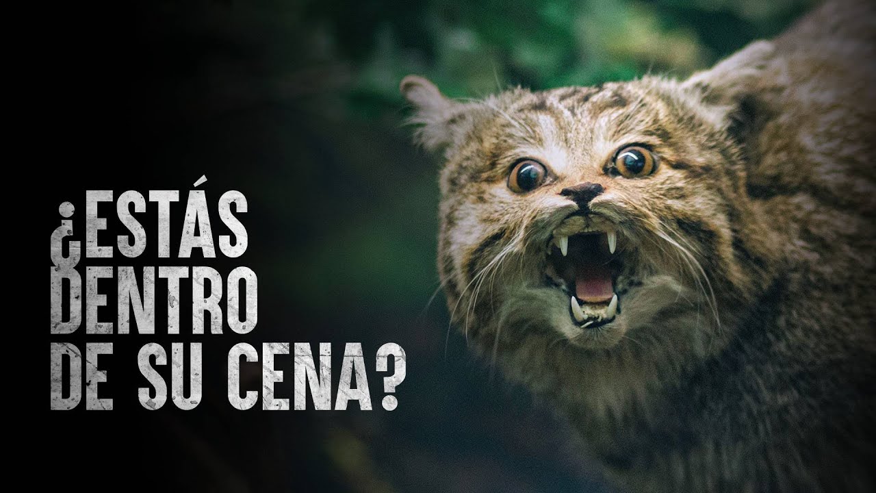 Cómo Sobrevivir el ataque de un gato montés