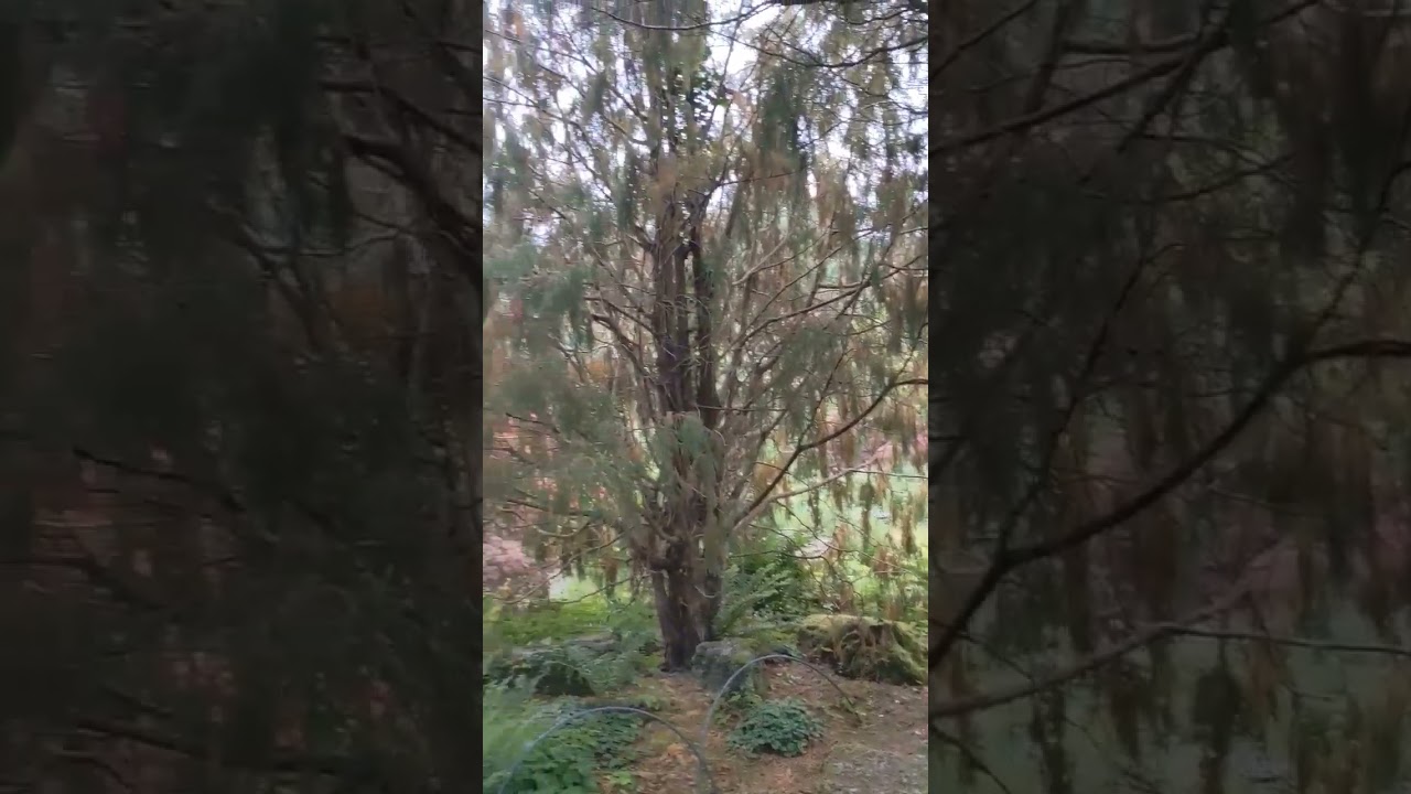 amazing sizergh park