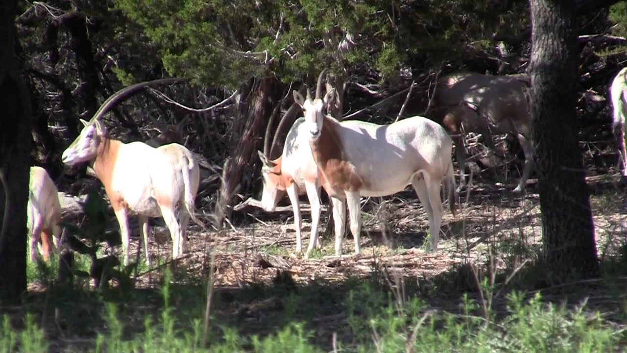Scimitar Horned Oryx