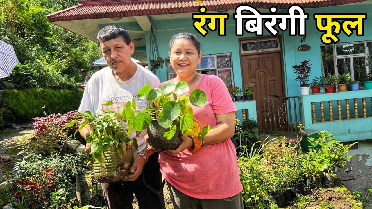 पापा के साथ फूलवारी का काम || Darjeeling Village Lifestyle Vlog || Sushmita Chettri Vlog..