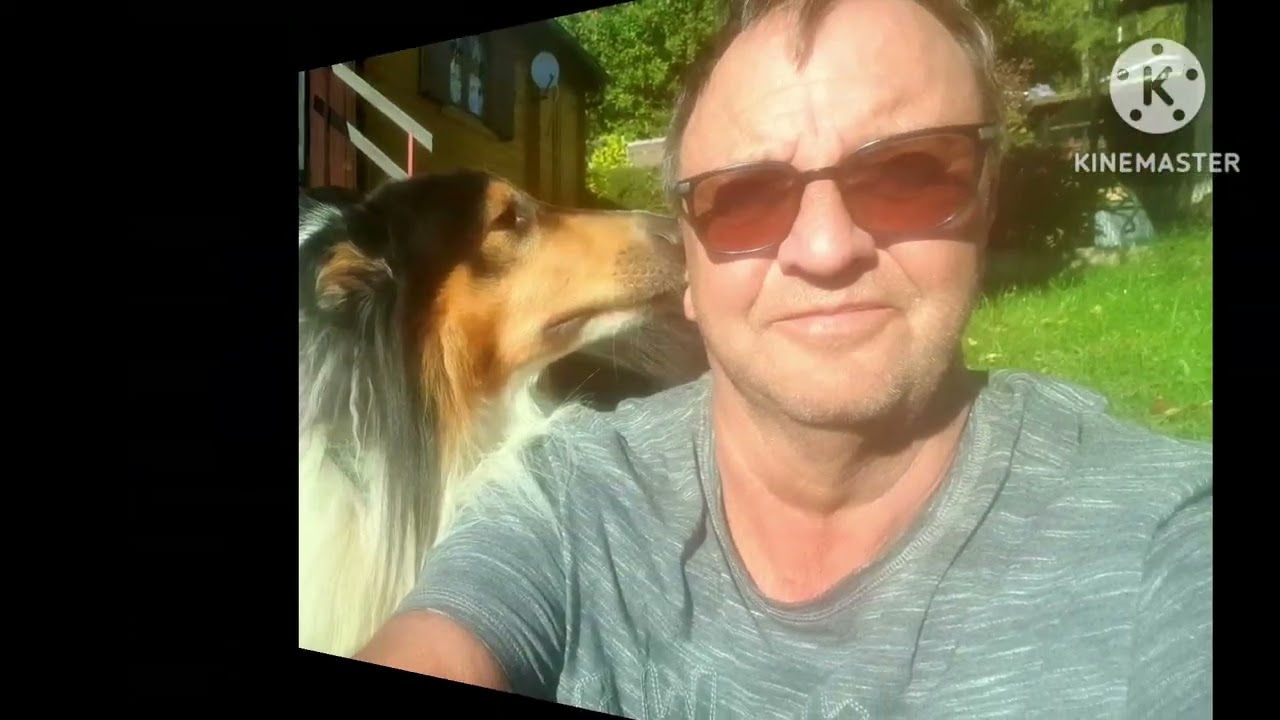 American Collie King Kenny