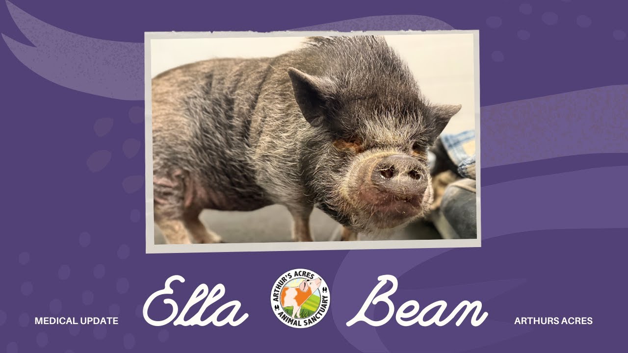 Ella Bean Goes To Cornell