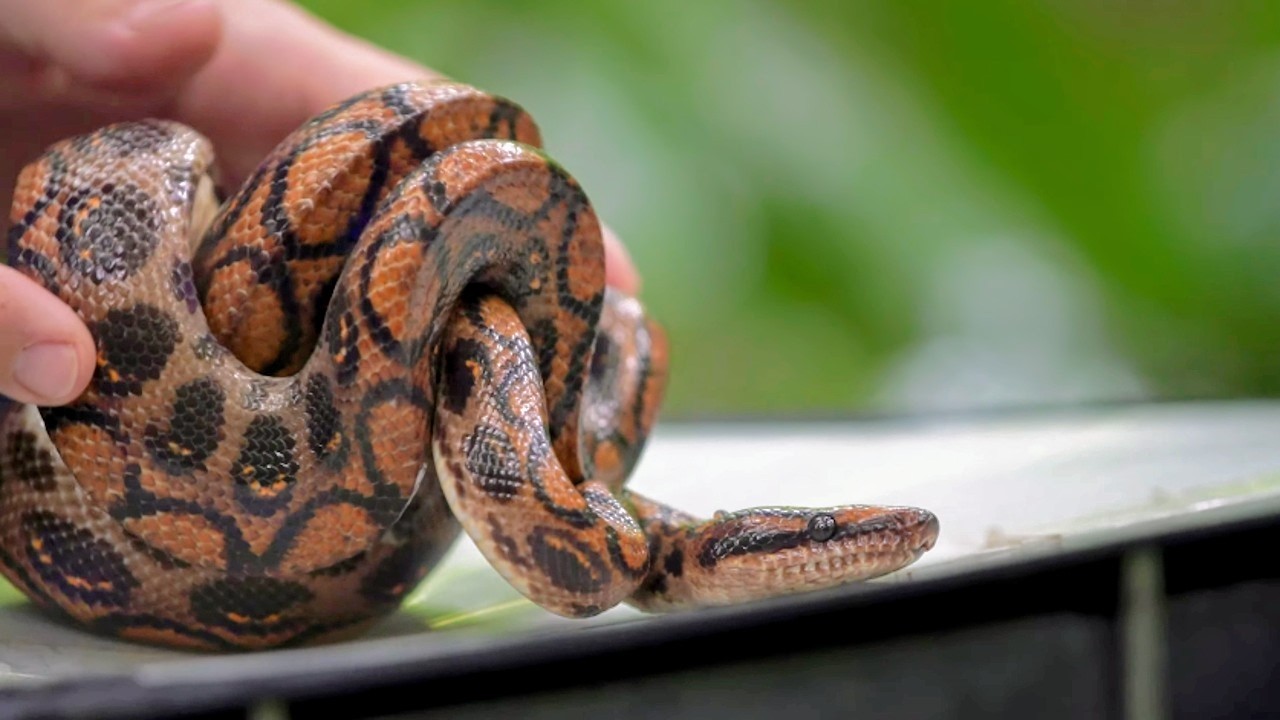 Les mystérieux reptiles des Galápagos