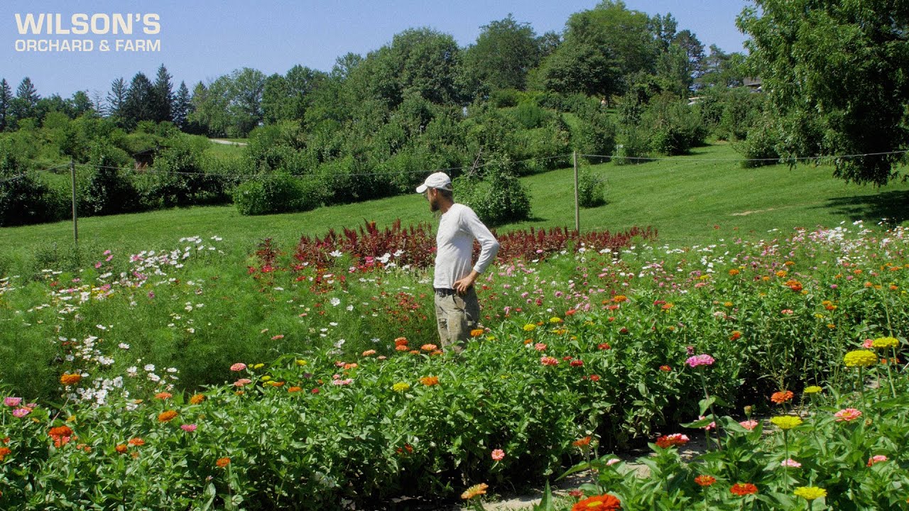 A Walk Through Our Flower Patch at Wilson's Orchard & Farm