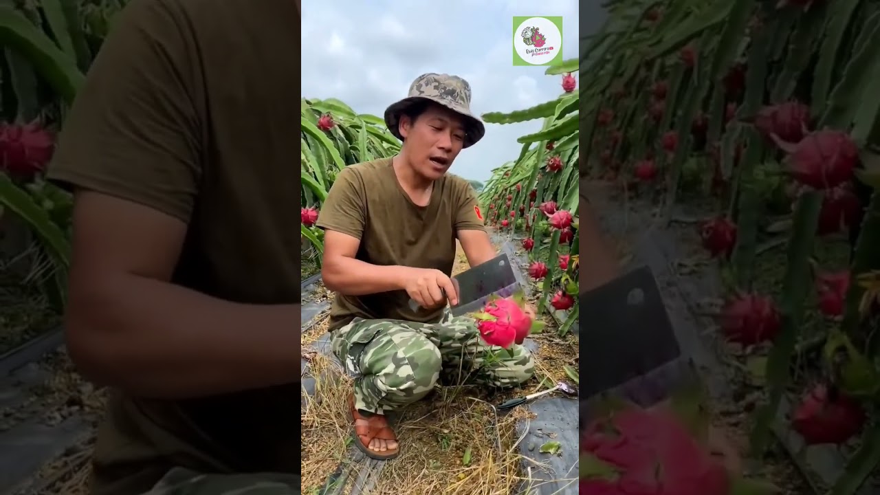 Producci&oacute;n de PITAHAYA en Asia #pitahaya #dragonfruit #frutas #exotic #pitayas