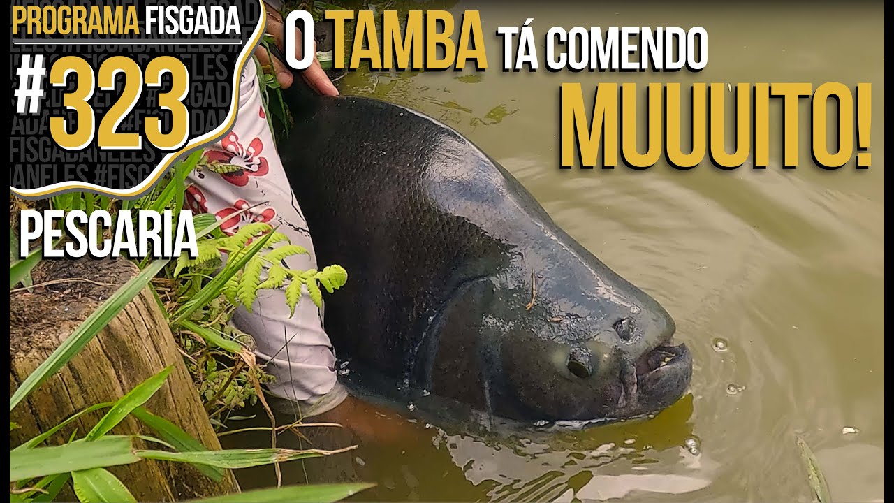 TAMBA COMENDO MUITO, T&Aacute; F&Aacute;CIL PESCAR ELES! (PESCARIA)