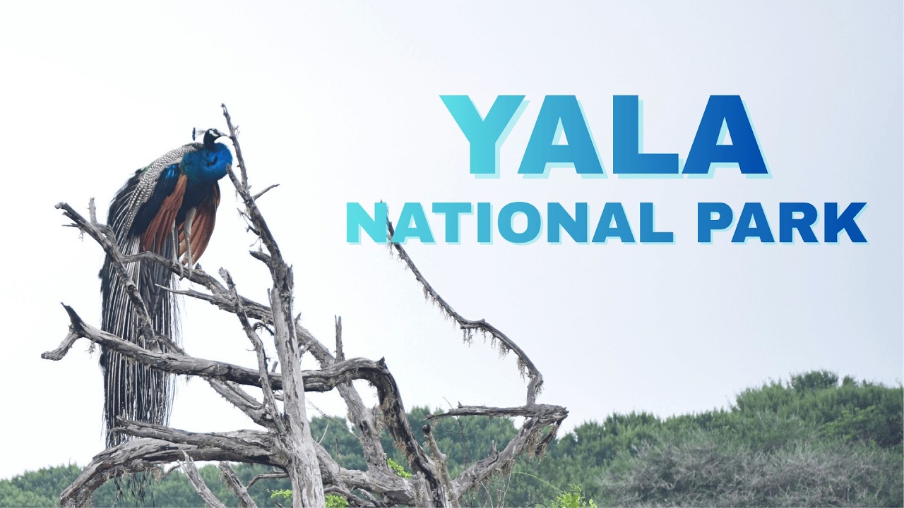YALA National Park vlog | Sri Lanka