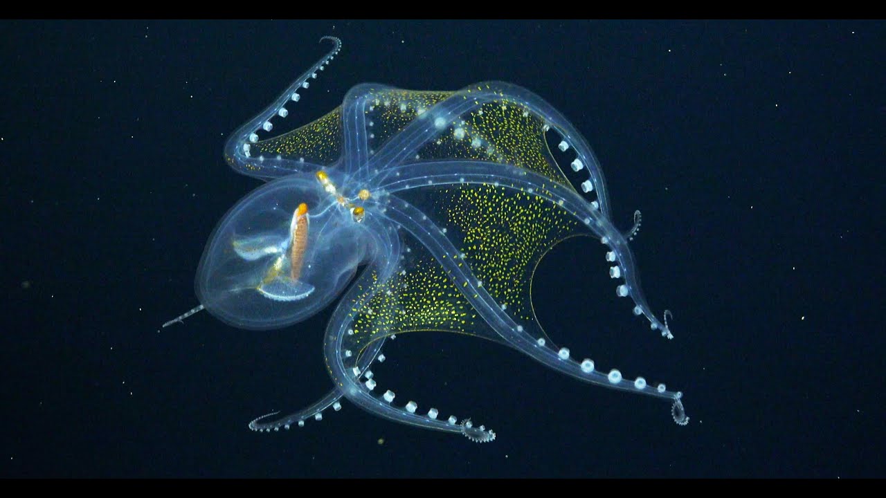 My Glass Octopus (4K) - Video by Schmidt Ocean Institute, soundtrack by Tatiana A. Gordeeva