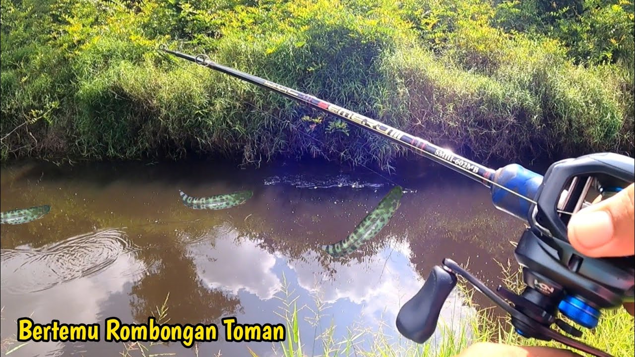 Bertemu rombongan toman ukuran monster semua !!