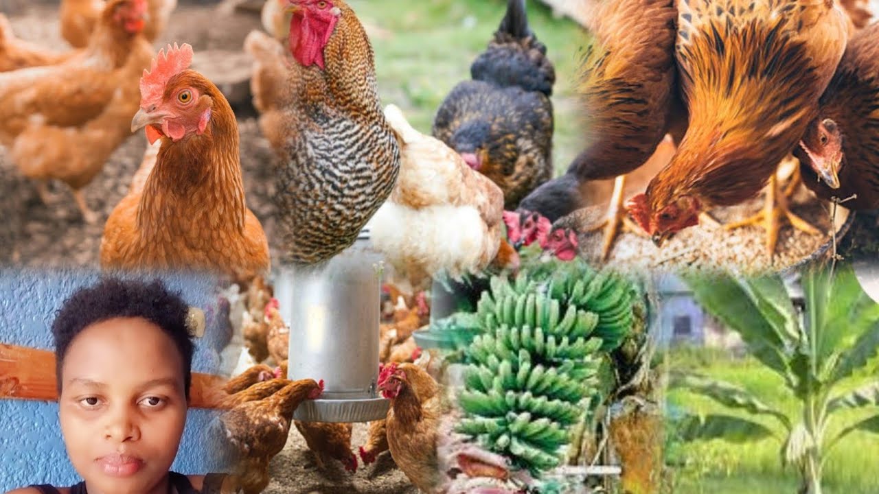 Ikorere ibiryo by'inkoko iwawe bituma ubona  umusaruro vuba🐓ukeneye icyororo cyiza cy'amatungo Karib