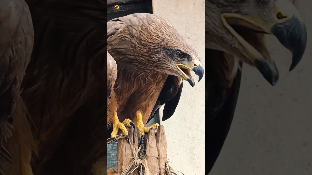 Eagle Sound