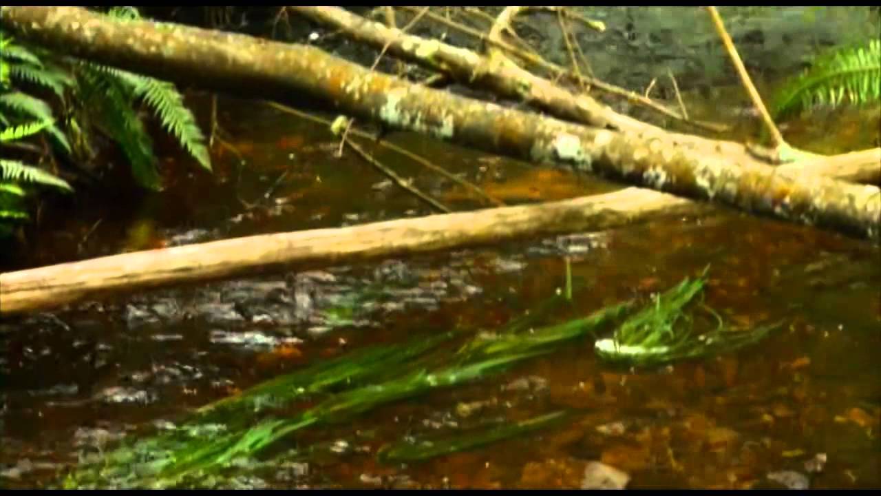 Going Bush - Season 4 Episode 4- The giants of our tiny streams - Part 2