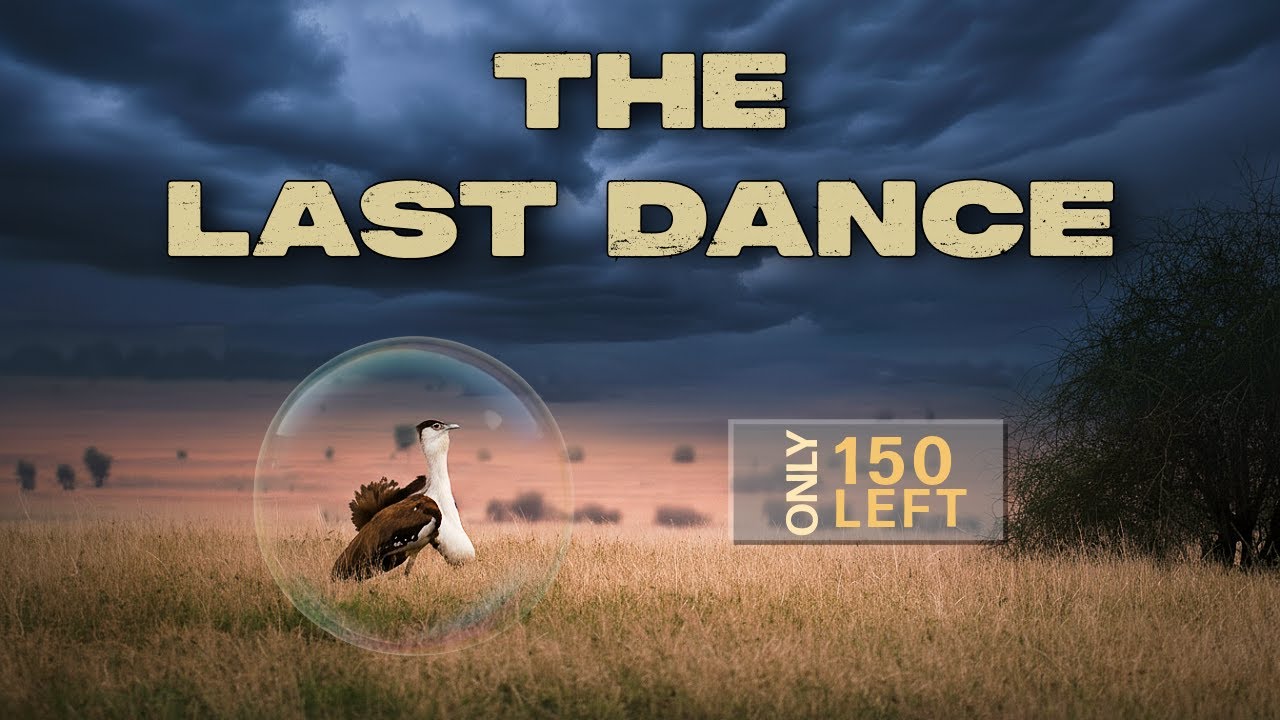 The Last Dance | A short documentary | Great Indian bustard | (Radheyshyam&rsquo;s Legacy) #GIB
