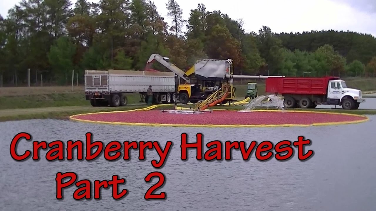 Sights and Sounds of a Wisconsin Cranberry Harvest 