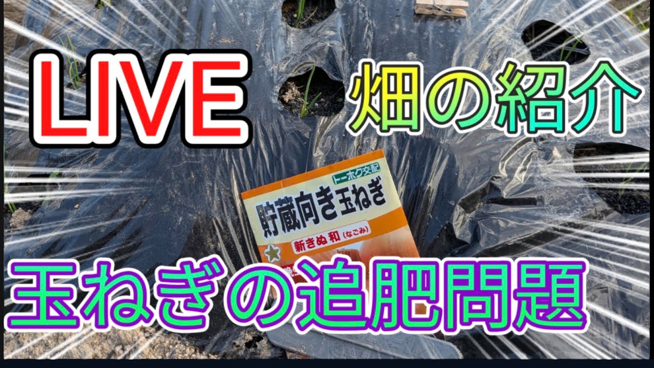 2026/1/9 畑の紹介LIVE配信　玉ねぎの追肥問題