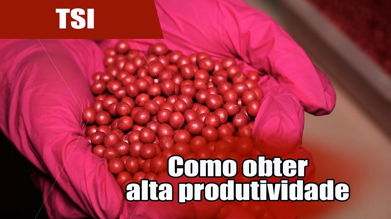 Semente para alta produtividade na lavoura
