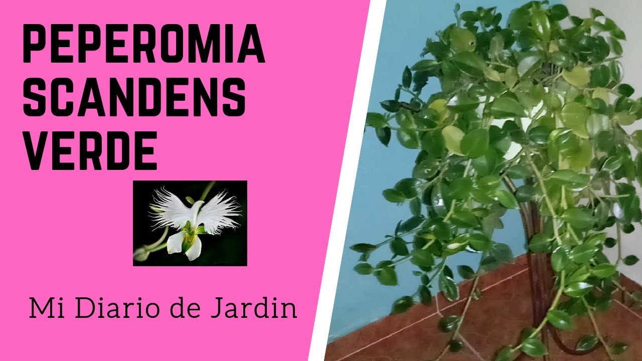 LA PEPEROMIA SCANDENS CUIDADO Y CULTIVO, Mi diario de jardin