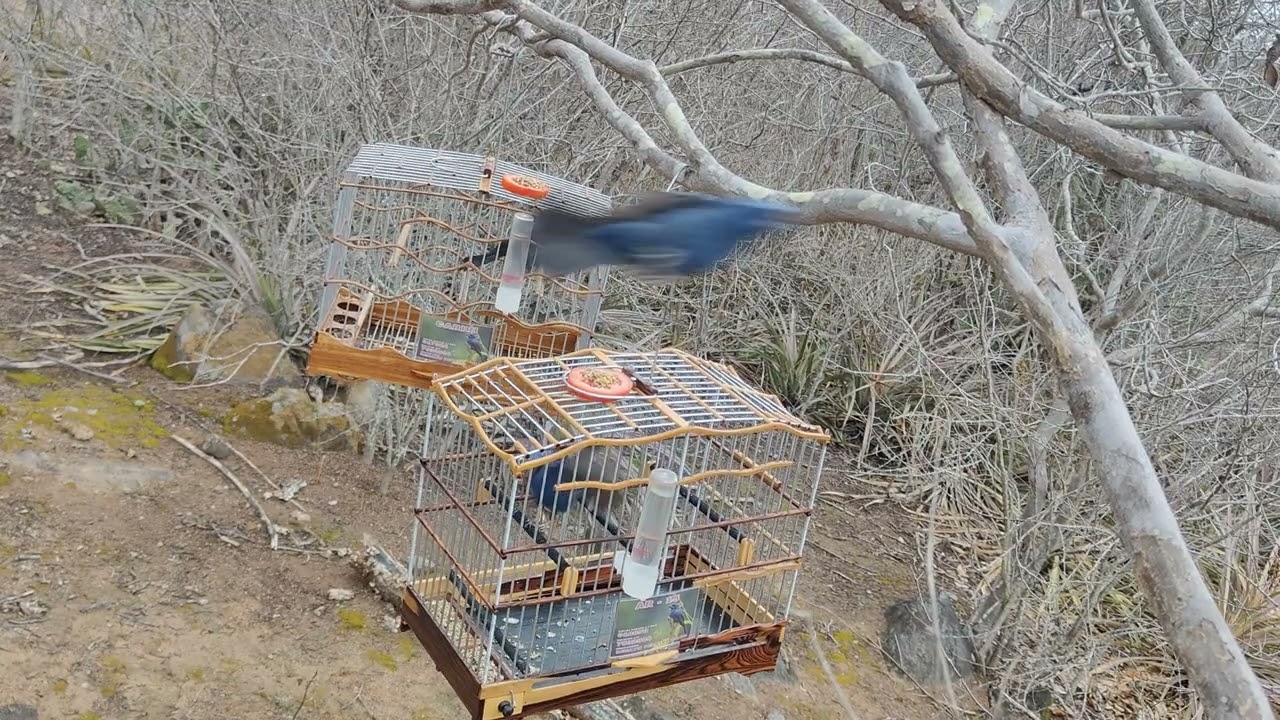 Campeada de Azulão #viral #viralvideo #video #azul #shortvideo #show #shortsfeed #shorts #short 