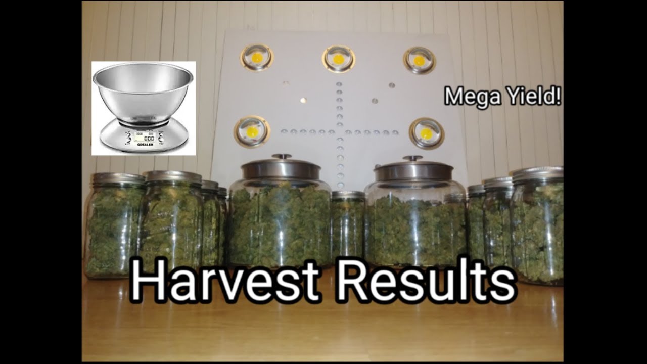 500w LED Dry Weight Harvest Results - Huge Yield from 8 Autoflowers - Pound Game Grow Series