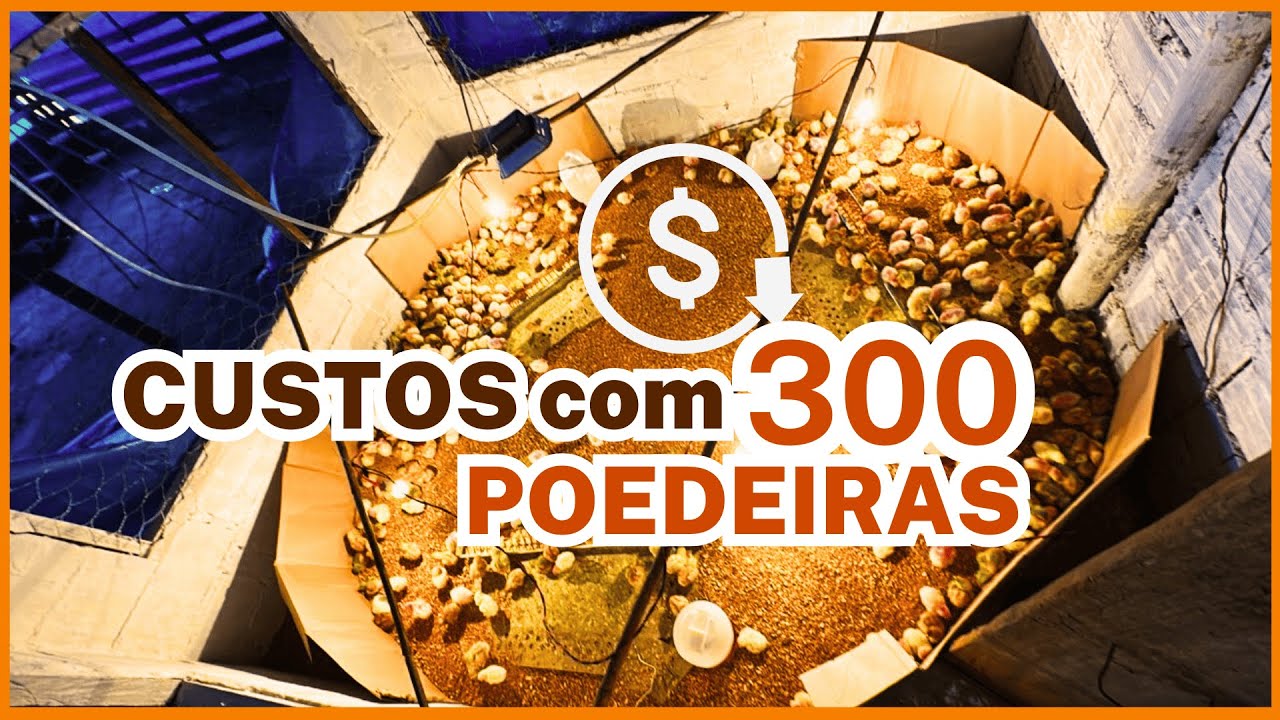 CUSTOS INICIAIS 300 GALINHAS POEDEIRAS