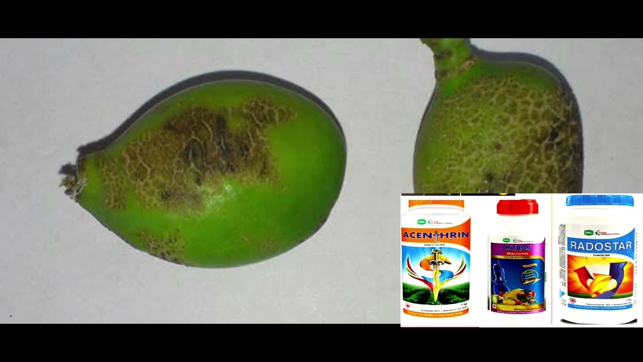 #Mango