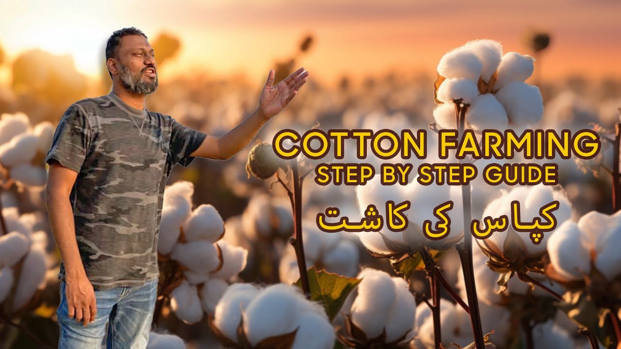 COTTON FARMING IN SINDH PAKISTAN \\ START TO END COTTON FARMING