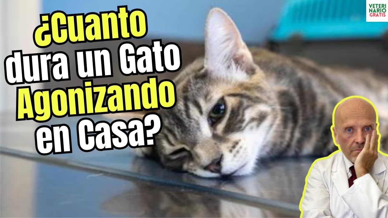 😔 ¿CUÁNTO DURA un GATO AGONIZANDO en CASA? 🕰️🩺 GUÍA para ACOMPAÑARLO y SABER QUÉ HACER 🫂🌈