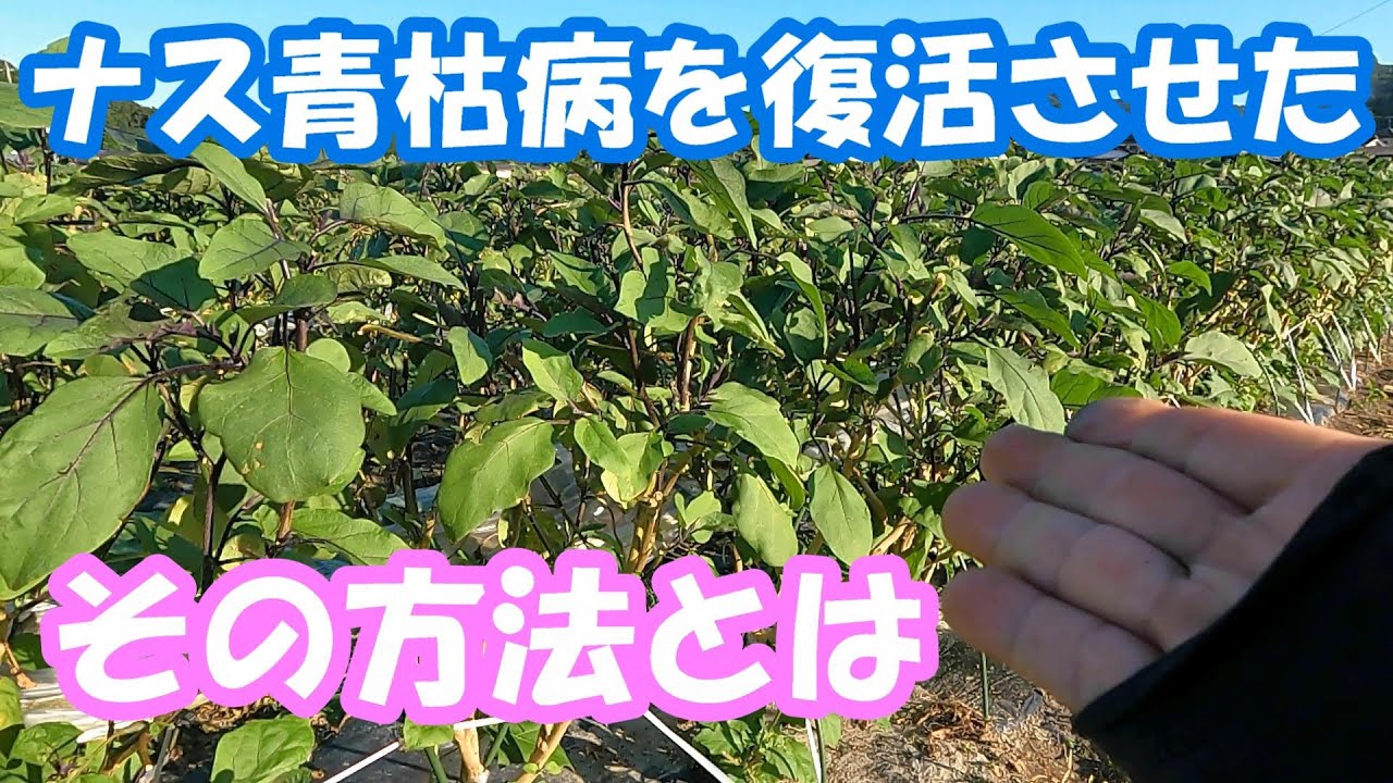 【ナス栽培】青枯病は治ります　150株の感染も随分と回復しました