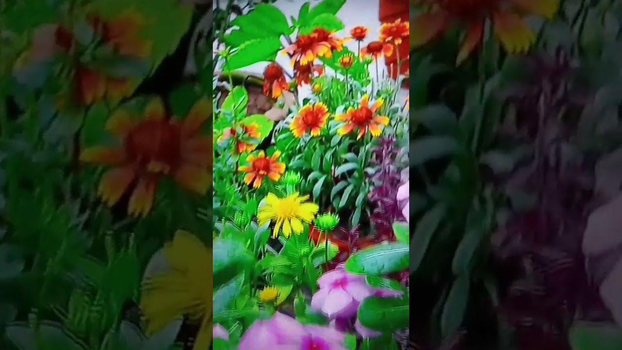 Vinca | Gaillardia | mini garden| #gardening #flowers #taracegarden