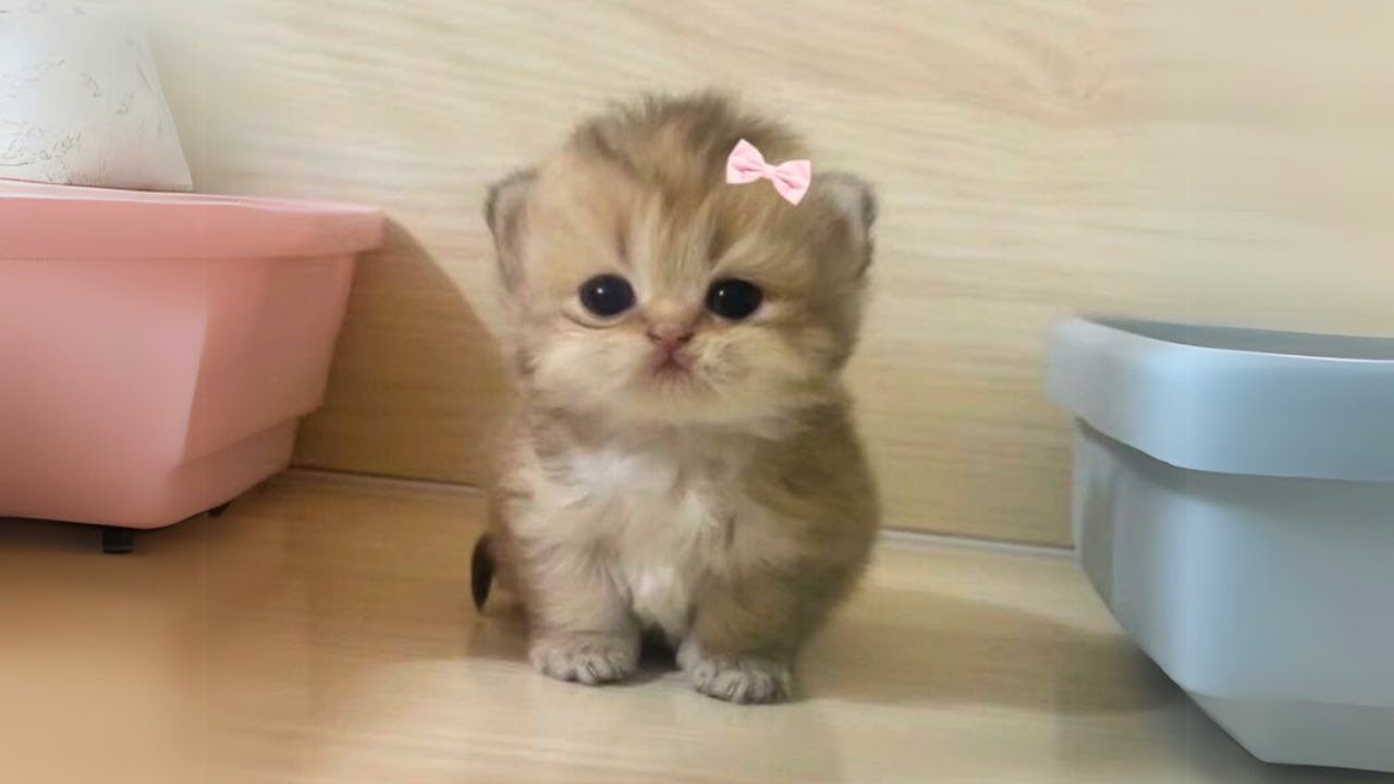 Adorable Cats and Kittens Videos to Keep You Smiling 🥰