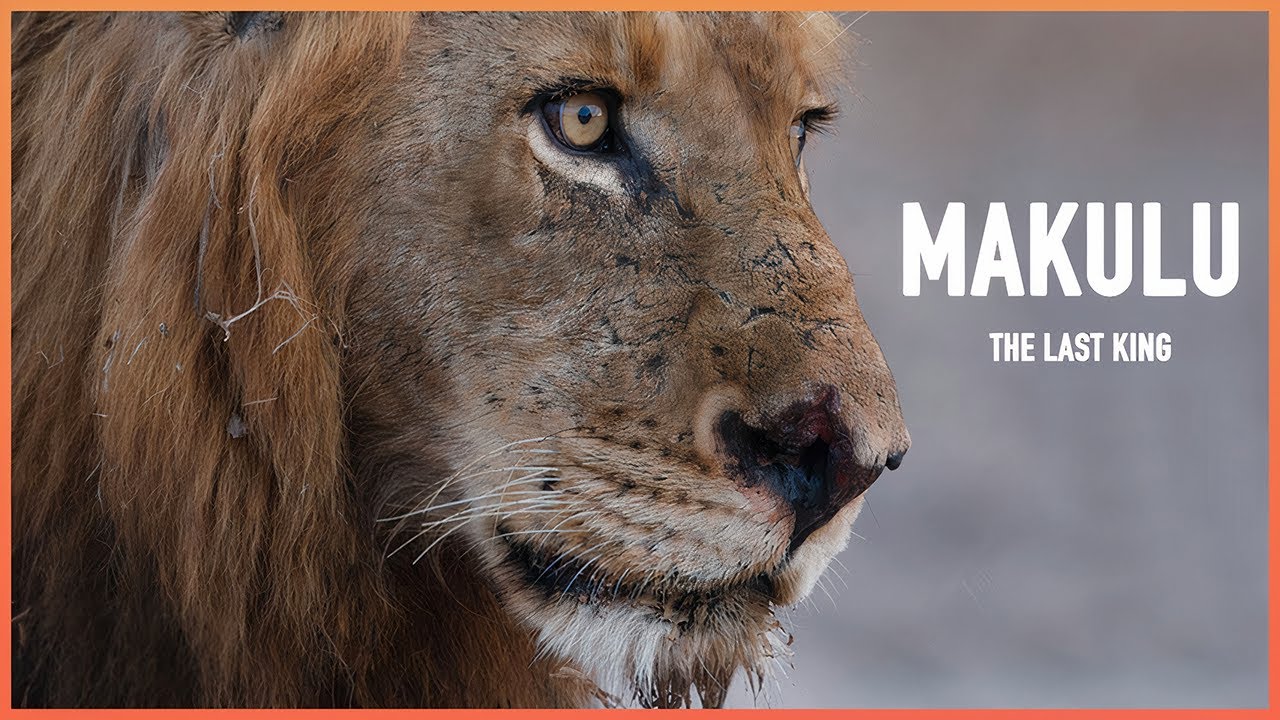 The terrifying Mapogo leader Makulu&hellip; the legendary and strongest lion in history!