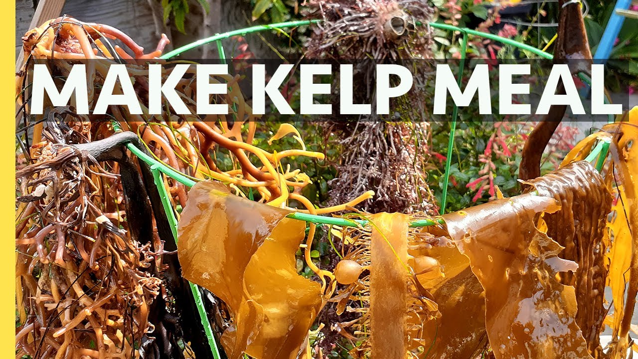 Make Dry Kelp Meal Seaweed Fertilizer at home for FREE!   Organic, fresh and nutrient dense