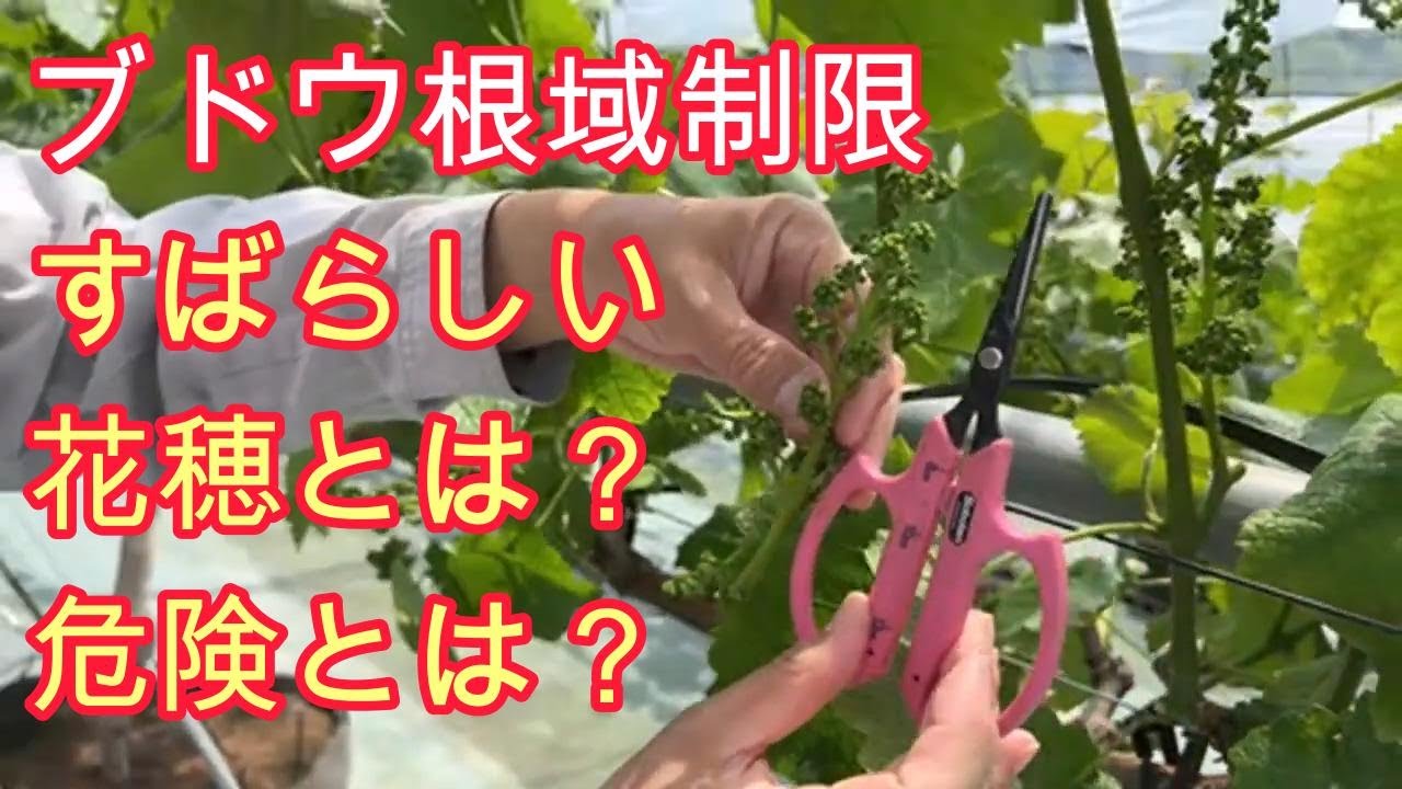 ブドウ栽培【花穂・ジベレリン】プロ技術を家庭菜園でも使える様に解説。花穂の扱い方、摘芯など枝葉管理技術、ジベレリン処理についてFAQ的に動画を作りました。ナガノパープル、シャインマスカットで利用。