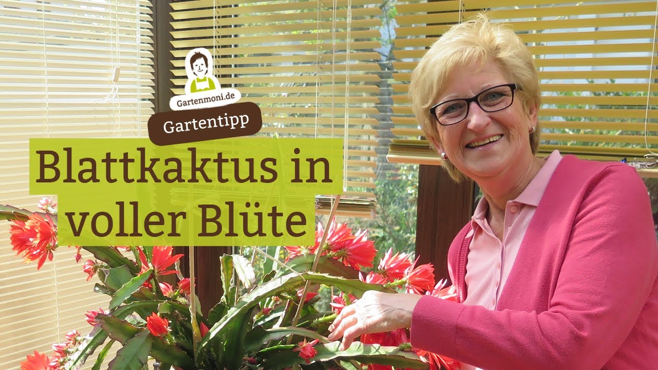Blattkaktus in voller Blüte (Bauernkaktus, Epiphyllum), Blattkaktus düngen