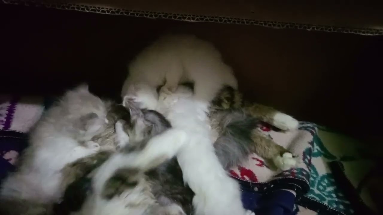 اتعلموا الوفاء والحنيه والتضحيه من الحيوان😥أمهم مريضه وأختهم بتراعيهم#قطط رباب المرشدي 