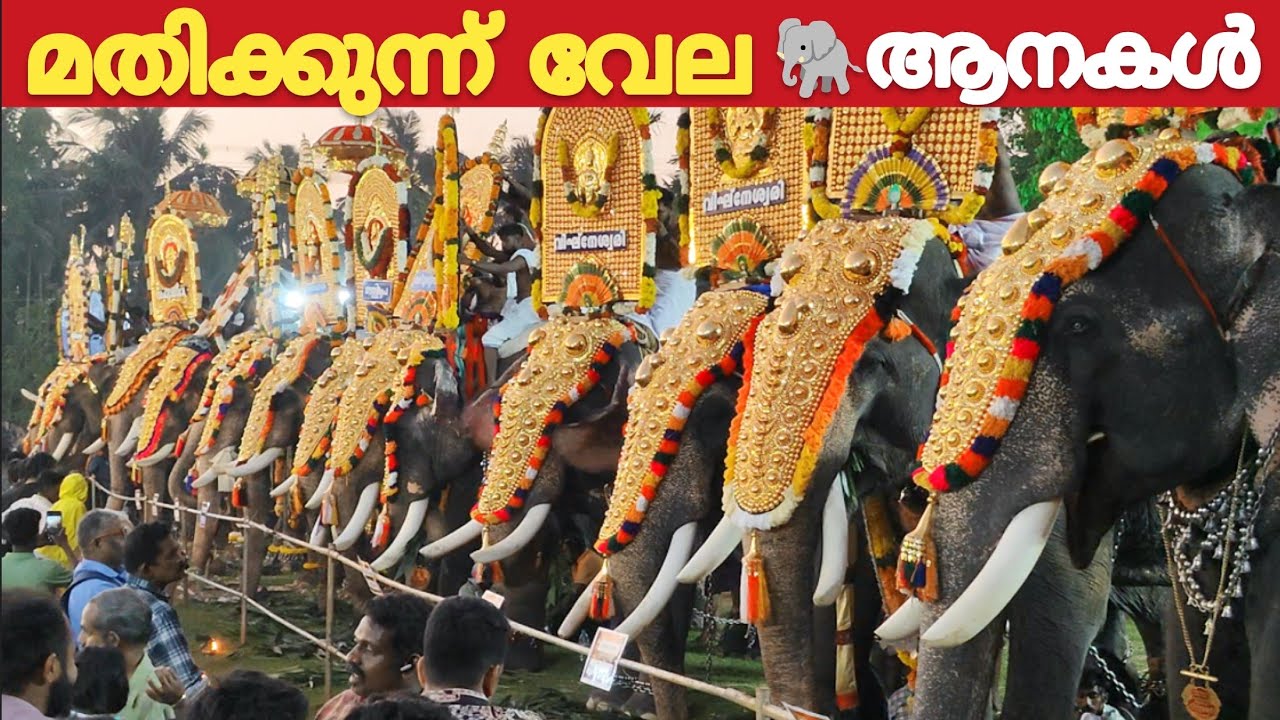 Mathikunnu Vela 2026 LIVE Elephants