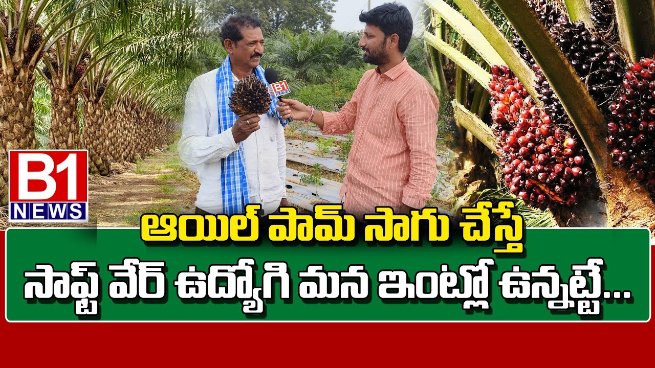 Palm oil cultivation|Palm oil tree|Oil palm farming|Palmoil plantation|Palm oil farmer success story